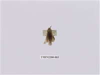 藏品(臺蟻舟蛾)的圖片